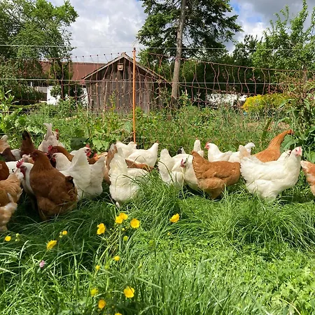 Zinipi Am Oldtimer Bei Amberg Ursensollen